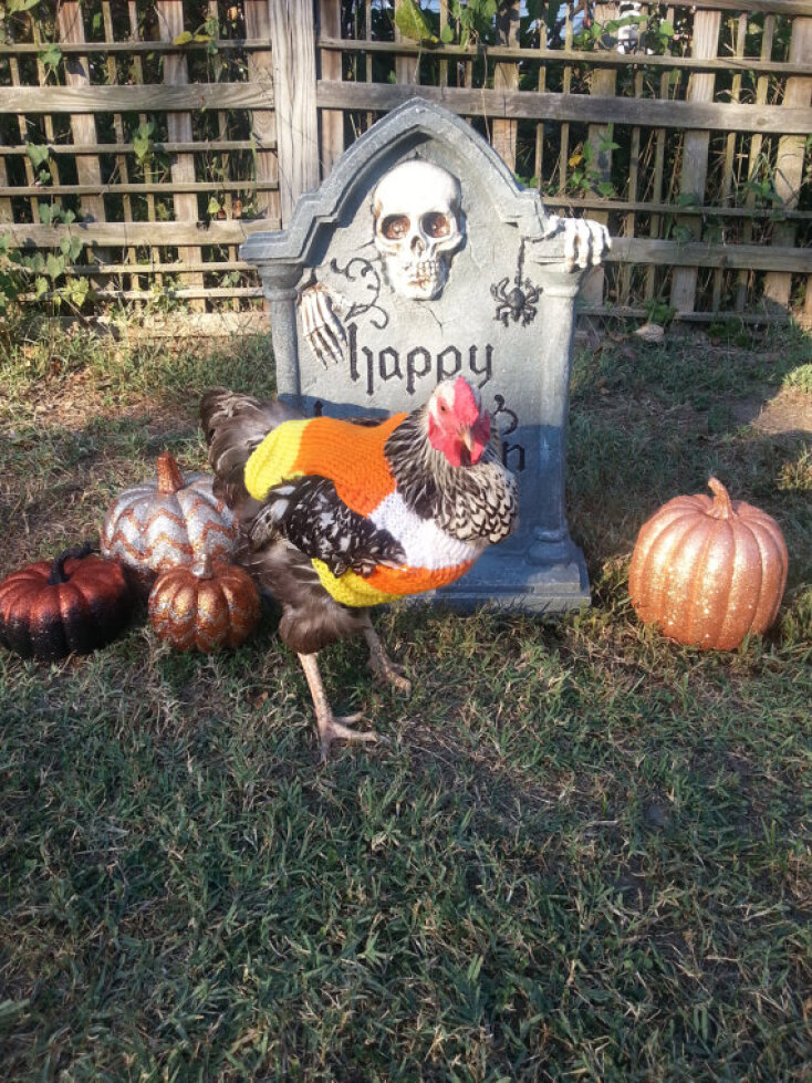 Κάνει κρύο, κάνει τσίφι, για το δόλιο το κοτσύφι…