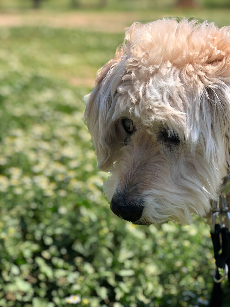 Ο σκύλος του Δημήτρη Παπαδόπουλου, Άλφι