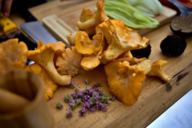 Cantharellus Cibarius