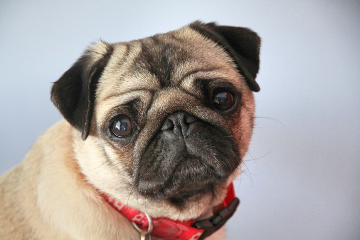 Complete Training by Sophia: Δύο ωραίοι άνθρωποι κι ένα αντισυμβατικό, pet friendly γυμναστήριο 