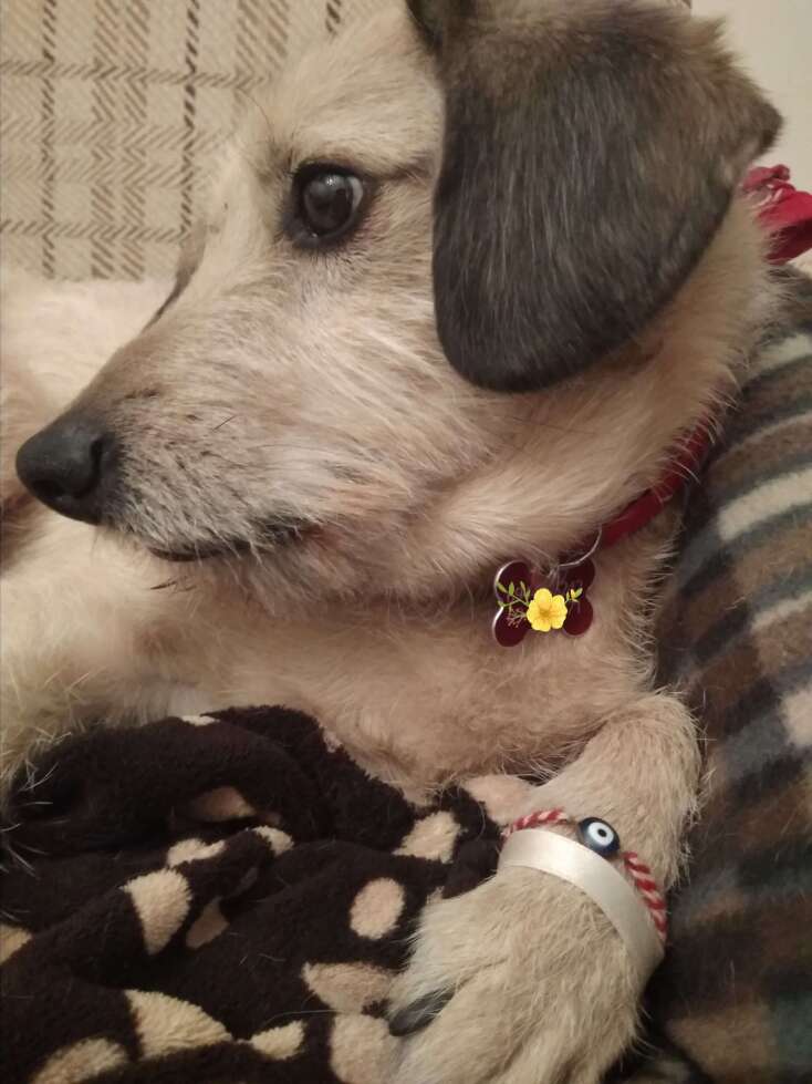 Ο Ερμής είναι ένας σκύλος που μας γράφει από την καραντίνα του