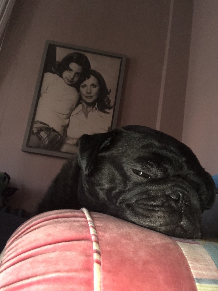 Ο σκύλος Τόνι, της δημοσιογράφου Χριστίνας Πολίτη