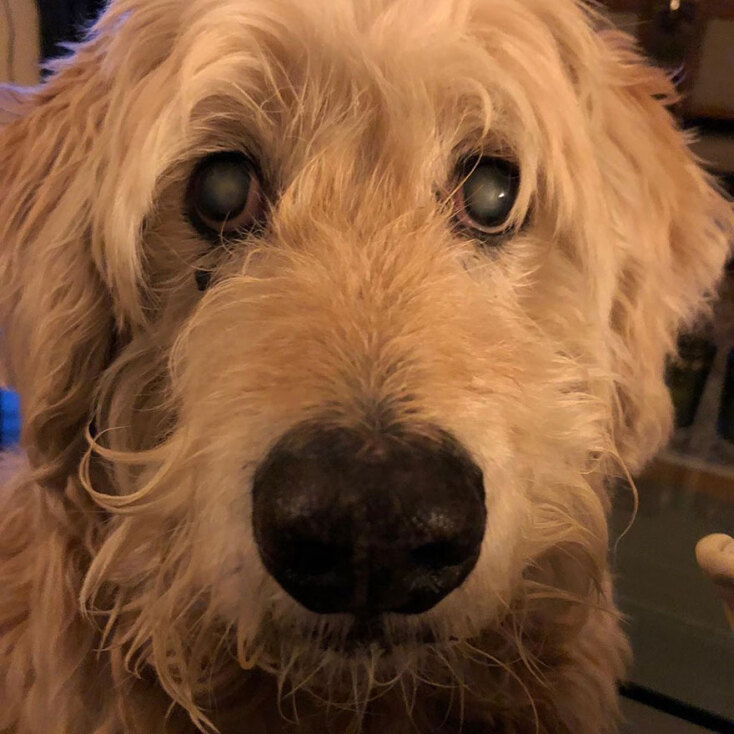 Ο σκύλος του Δημήτρη Παπαδόπουλου, Άλφι