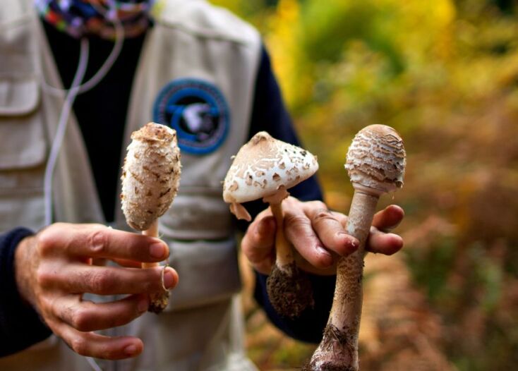 Από δεξιά προς αριστερά: Macrolepiota Procera, Coprinus Comatus, Macrolepiota Mastodon