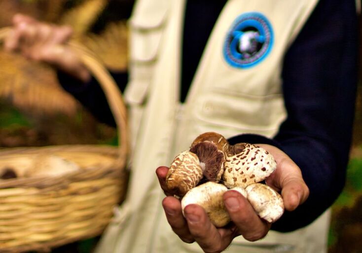 Macrolepiota procera
