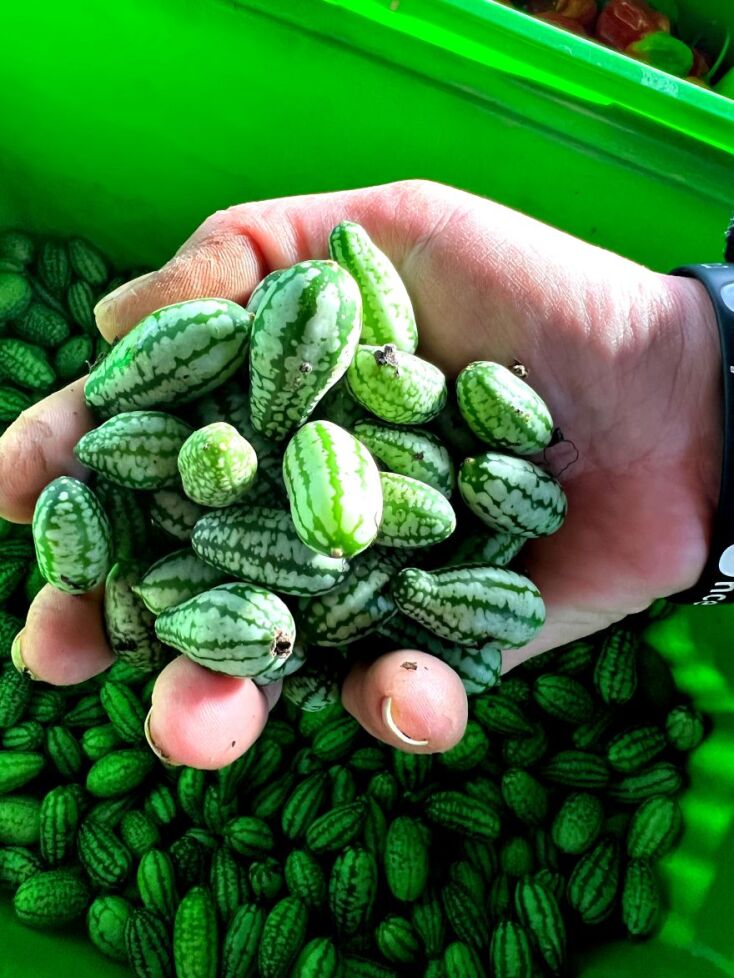 Μικροσκοπικά καρπούζια