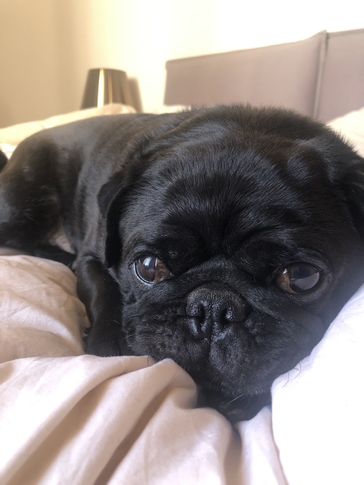 Ο σκύλος Τόνι, της δημοσιογράφου Χριστίνας Πολίτη