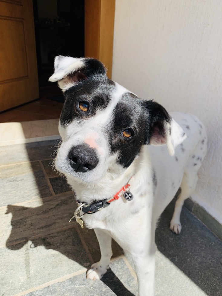 Φωτογραφία από το Instagram της Βασιλικής Ρούσσου με το σκυλάκι της, Τίτε