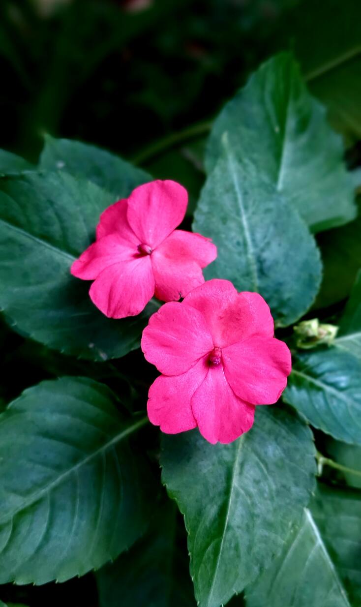 impatiens