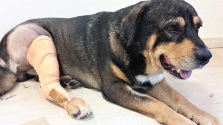 Υπέρβαρος αδέσποτος σκύλος στη Θεσσαλονίκη χειρουργήθηκε στο πόδι