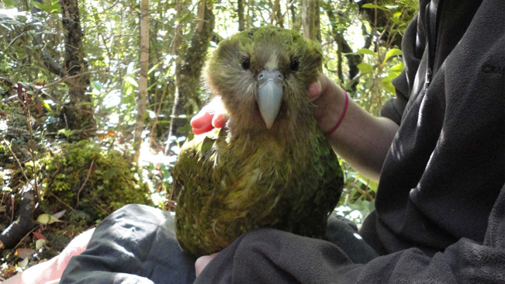 kakapo-recovery-gallery-2.jpg