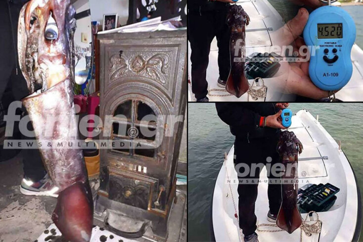 Καλαμάρι-γίγας στην Κρήτη