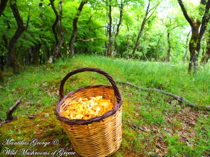 Καλάθι γεμάτο μανιτάρια