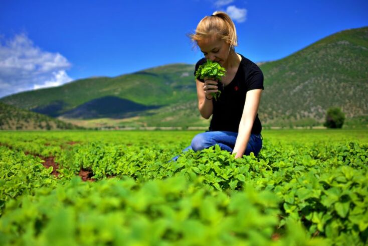 Συλλογή βοτάνων/