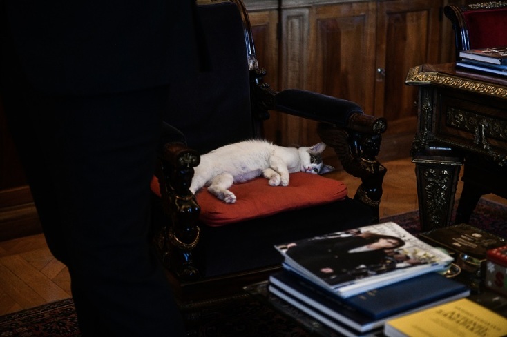 Η Καλυψώ, η γάτα που υιοθέτησε η Πρόεδρος της Δημοκρατίας 