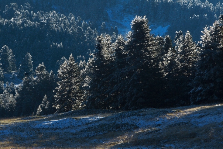 Δάσος Καλλίδρομου