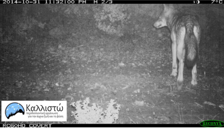 Λύκος στην Πάρνηθα