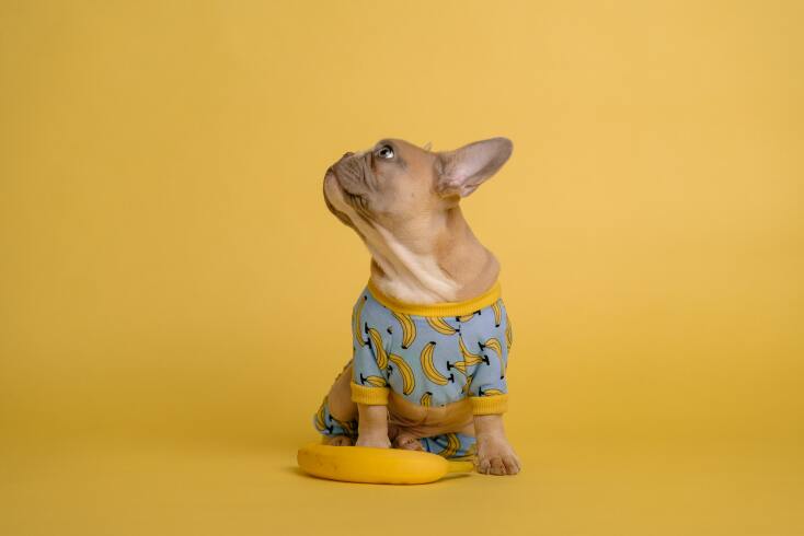 banana dog