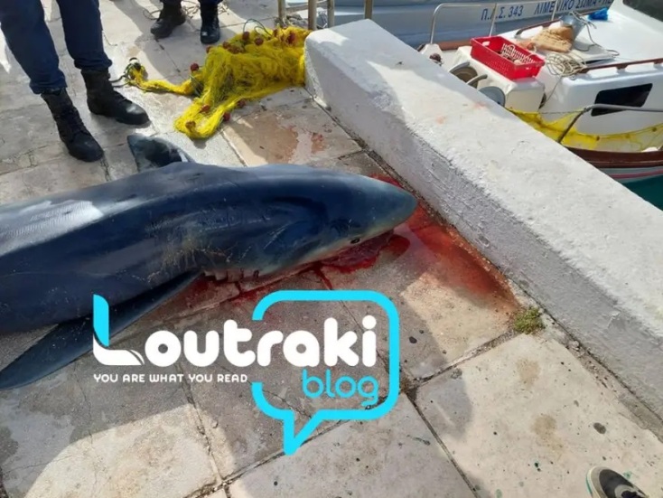 Λουτράκι Κορινθίας: Ψάρεψαν καρχαρία τριών μέτρων