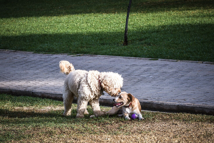 Σκυλιά σε πάρκο | «Όσοι έχουν κατοικίδιο, θα ήταν προτιμότερο για λόγους κατανόησης και των ελεγκτικών μηχανισμών να το βγάζουν βόλτα πριν από τις 00.30» ανέφερε ο Νίκος Χαρδαλιάς για τη νυχτερινή απαγόρευση κυκλοφορίας