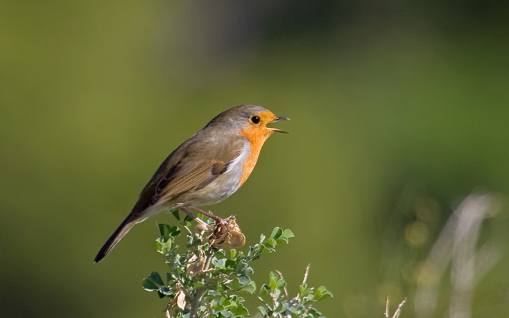 Κοκκινολαίμης