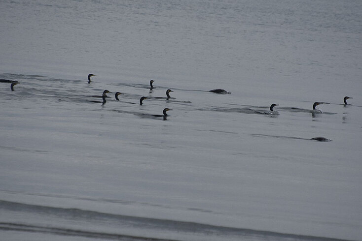 Κορμοράνοι στον υδροβιότοπο στη Νέα Κίο Αργολίδας