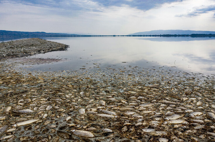 koronia-lake-dead-fish.jpg