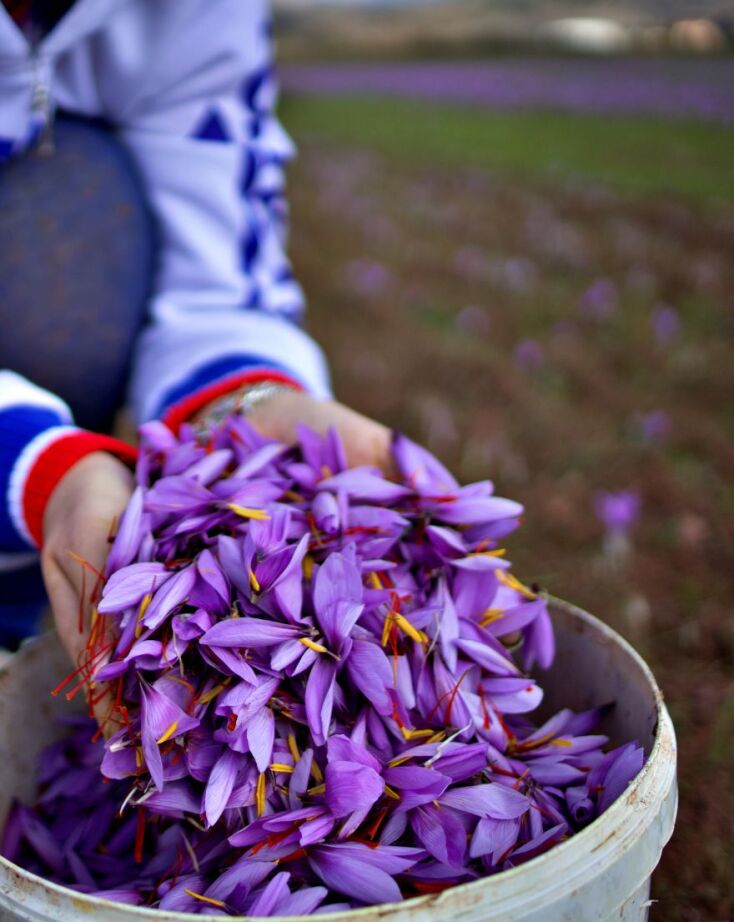 Κρόκος Κοζάνης