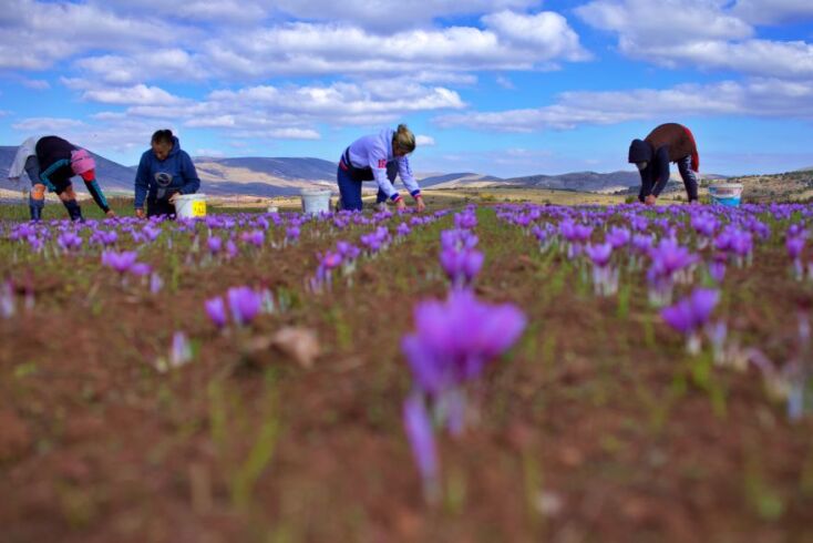 Συλλογή του κρόκου Κοζάνης
