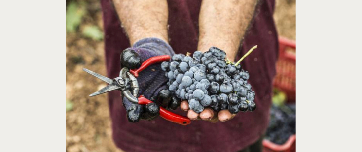 Οινοποιία Γεώργιου Λαφαζάνη
