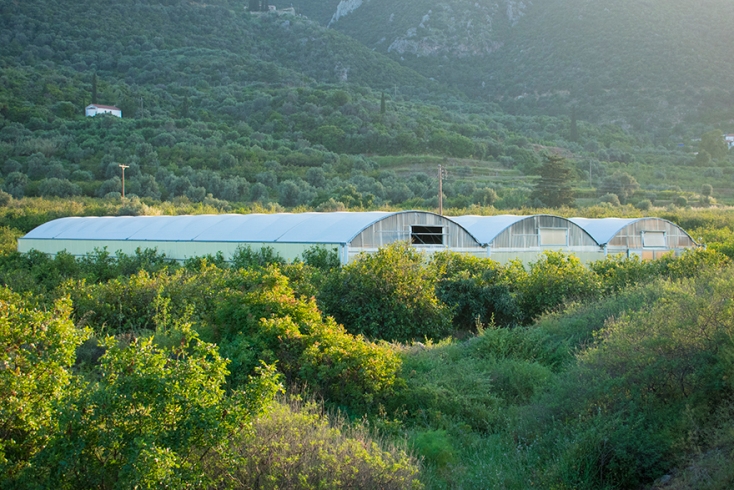 Βασισμένο στο Χιλιαεννιακόσια του Alessandro Baricco, το Lemon παρουσιάζεται μέσα στο χώρο συλλογής και συσκευασίας λεμονιών