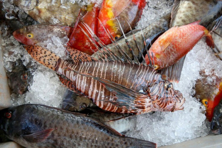 Το λεοντόψαρο είναι ένα τροπικό ψάρι χωρίς φυσικό εχθρό στη Μεσόγειο