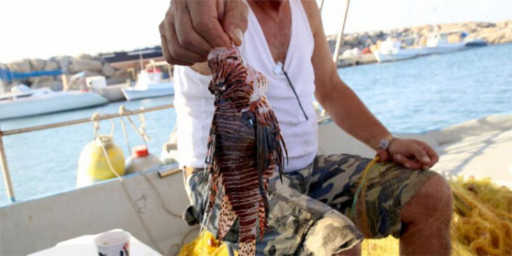 Εντυπωσιακό στην όψη αλλά επικίνδυνο το λεοντόψαρο