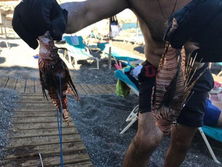 Τα λεοντόψαρα που βρήκαν λουόμενοι στην Κρήτη