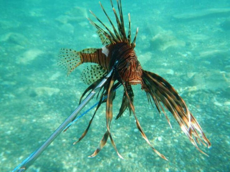 Pterois miles, ευρύτερα γνωστό ως «λεοντόψαρο»