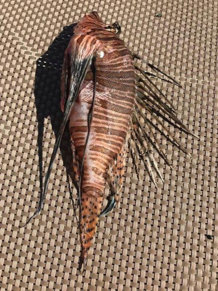 Ένα από τα λεοντόψαρα που βρήκαν λουόμενοι στην Κρήτη