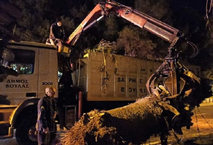  Το λεωφορείο έριξε τουλάχιστον ένα δέντρο