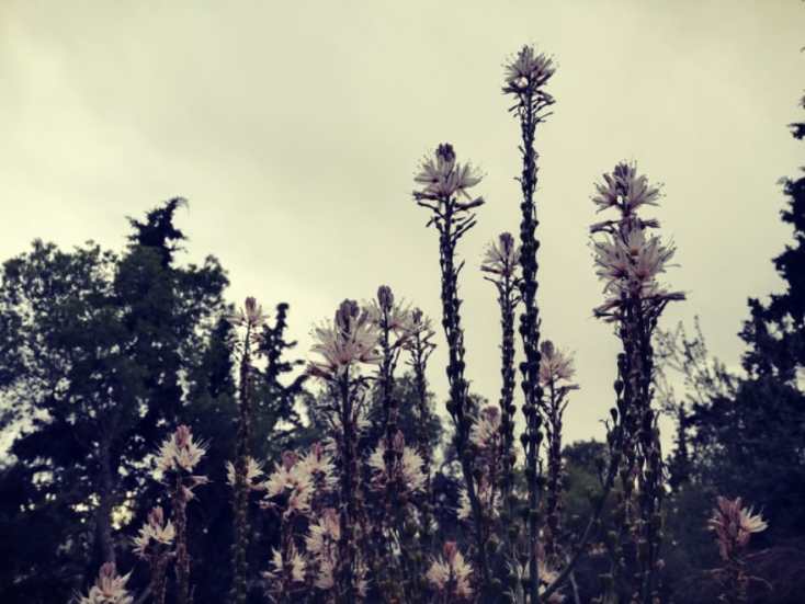 Λυκαβηττός