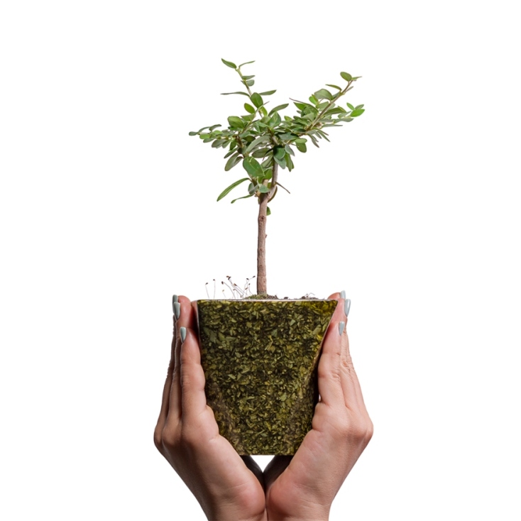 Γλαστράκι από φύλλα ελιάς