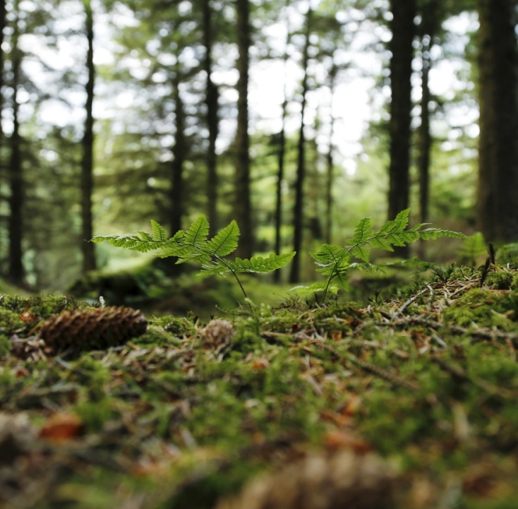 Δέντρα και δάσος