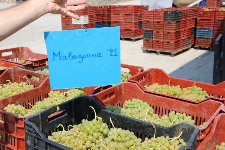 Μαλαγουζιά.