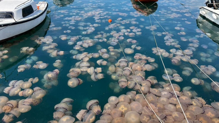 Γαλάζιες μέδουσες στην πόλη Trieste της Ιταλίας στην Αδριατική θάλασσα - Ιούνιος 2022