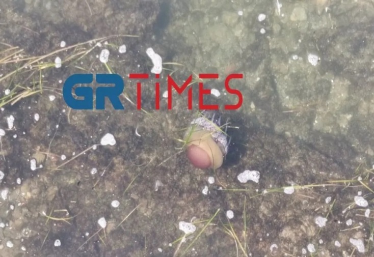  μέδουσες σαν αυγά μάτια στον Θερμαϊκό 