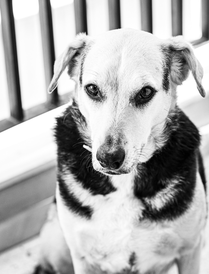 Εικόνα με σκύλο από τη φωτογράφο Εβίτα Σκουρλέτη 