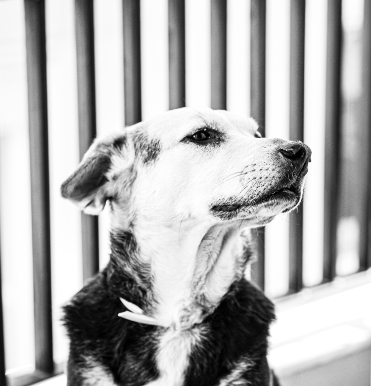 Εικόνα με σκύλο από τη φωτογράφο Εβίτα Σκουρλέτη 