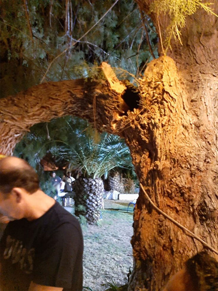 Μυτιλήνη: Το σημείο όπου έσπασε το κλαδί δέντρου, με αποτέλεσμα να τραυματιστεί η αντιδήμαρχος Καθαριότητας Δήμητρα Αλεξανδρή