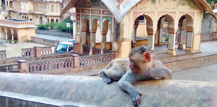 Έλενα Πέγκα, Αθήνα-Δελχί