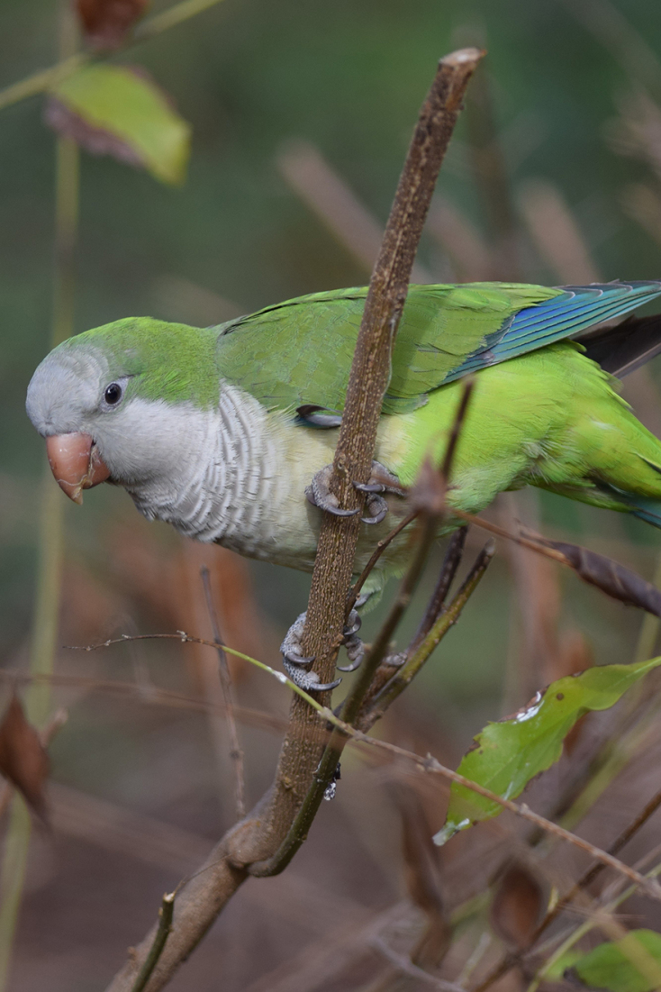 Μυοψιττακός