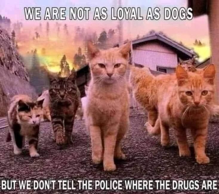 Αστεία memes, ατάκες, YOLO βίντεο, virals που ανέβηκαν στο διαδίκτυο και μας έκαναν να γελάσουμε