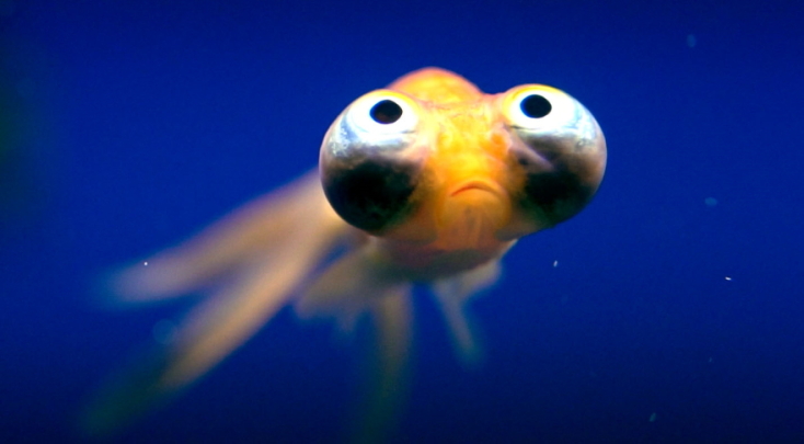 Παράδοξος Πλανήτης – Absurd Planet